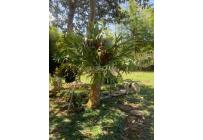 Fincas y Casas Campestres, Venta, La Cumbre - $320.000.000