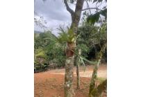 Fincas y Casas Campestres, Venta, La Cumbre - $320.000.000