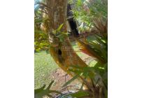 Fincas y Casas Campestres, Venta, La Cumbre - $320.000.000