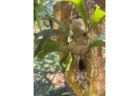 Fincas y Casas Campestres, Venta, La Cumbre - $320.000.000