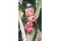 Fincas y Casas Campestres, Venta, Dagua - $480.000.000