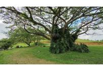 Lotes, Venta, Palmira - $450.000.000