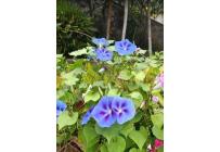 Fincas y Casas Campestres, Venta, Palmira - $600.000.000