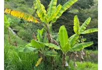 Lotes, Venta, Dagua - $155.000.000