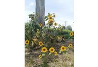 Lotes, Venta, Palmira - $521.000.000