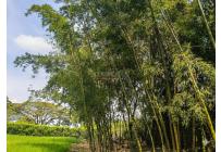 Lotes, Venta, Palmira - $521.000.000