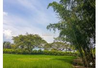 Lotes, Venta, Palmira - $521.000.000