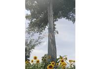 Lotes, Venta, Palmira - $521.000.000