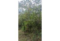 Lotes, Venta, Pance - $2.300.000.000