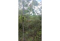 Lotes, Venta, Pance - $2.300.000.000