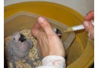 Guacamayos azules y loros Grises Africanos - Mascotas