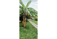 Fincas y Casas Campestres, Venta, Palmira - $450.000.000