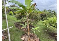 Casas, Venta, Jamundí - $1.850.000.000