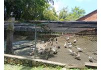 Fincas y Casas Campestres, Venta, Ginebra - $1.282.000.000