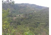 Fincas y Casas Campestres, Venta, Guacarí - $1.200.000.000