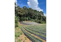 Fincas y Casas Campestres, Venta, Restrepo - $450.000.000