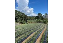 Fincas y Casas Campestres, Venta, Restrepo - $450.000.000