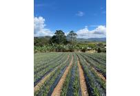 Fincas y Casas Campestres, Venta, Restrepo - $450.000.000