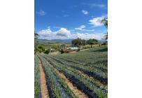 Fincas y Casas Campestres, Venta, Restrepo - $450.000.000