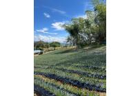 Fincas y Casas Campestres, Venta, Restrepo - $450.000.000