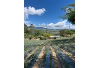 Fincas y Casas Campestres, Venta, Restrepo - $450.000.000