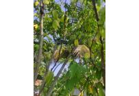 Lotes, Venta, Candelaria - $980.000.000