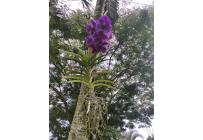 Lotes, Venta, Candelaria - $980.000.000