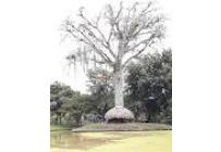 Fincas y Casas Campestres, Venta, Jamundí