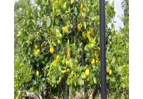 Casas, Venta, Yumbo - $2.900.000.000