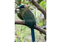 Fincas y Casas Campestres, Venta, Dagua - $480.000.000