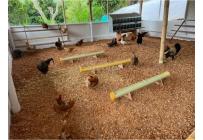 Fincas y Casas Campestres, Venta, Dagua - $480.000.000