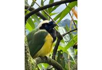 Fincas y Casas Campestres, Venta, Dagua - $480.000.000