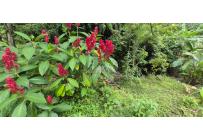 Lotes, Venta, Palmira - $125.000.000