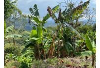 Fincas y Casas Campestres, Venta, Tuluá - $220.000.000