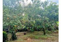 Fincas y Casas Campestres, Venta, La Cumbre