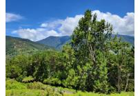 Lotes, Venta, Calima (Darién) - $500.000.000