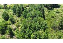 Lotes, Venta, Calima (Darién) - $500.000.000