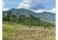 Fincas y Casas Campestres, Venta, Anserma - $1.100.000.000