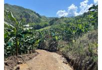 Fincas y Casas Campestres, Venta, Anserma - $1.100.000.000