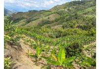 Fincas y Casas Campestres, Venta, Anserma - $1.100.000.000