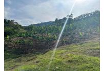 Fincas y Casas Campestres, Venta, Anserma - $1.100.000.000