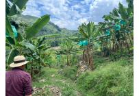 Fincas y Casas Campestres, Venta, Anserma - $1.100.000.000