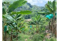 Fincas y Casas Campestres, Venta, Anserma - $1.100.000.000