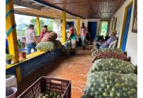 Fincas y Casas Campestres, Venta, Anserma - $1.100.000.000