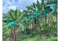 Fincas y Casas Campestres, Venta, Anserma - $1.100.000.000