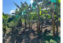 Fincas y Casas Campestres, Venta, Anserma - $1.100.000.000