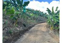 Fincas y Casas Campestres, Venta, Anserma - $1.100.000.000