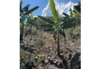 Fincas y Casas Campestres, Venta, Anserma - $1.100.000.000