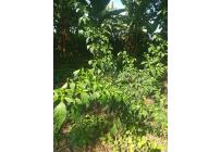 Fincas y Casas Campestres, Venta, Candelaria - $700.000.000