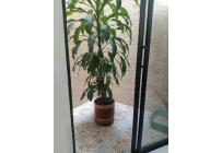 Casas, Venta, Jamundí - $240.000.000